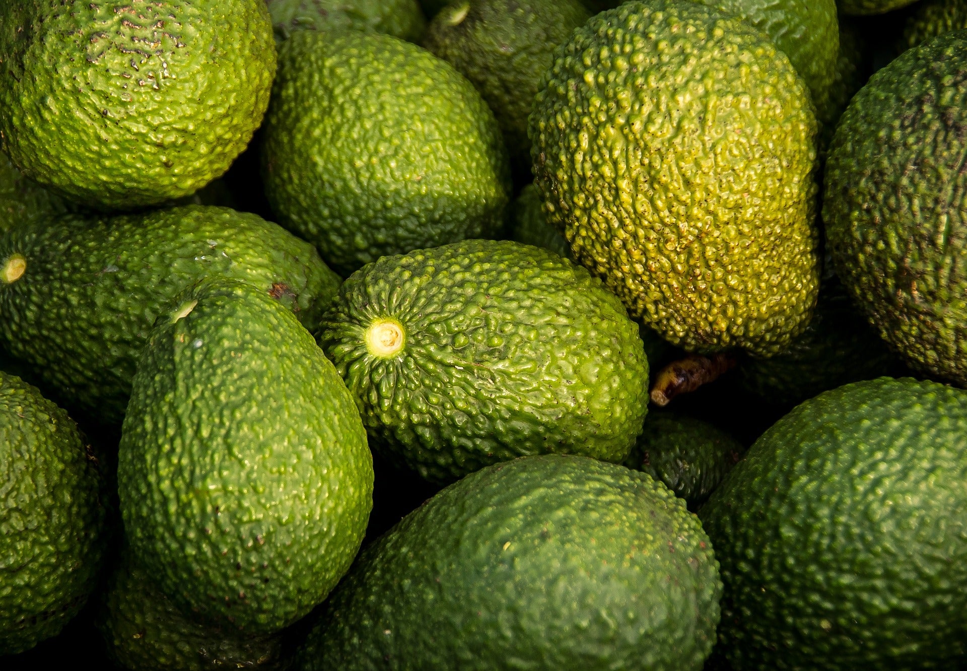 Avocado Oil