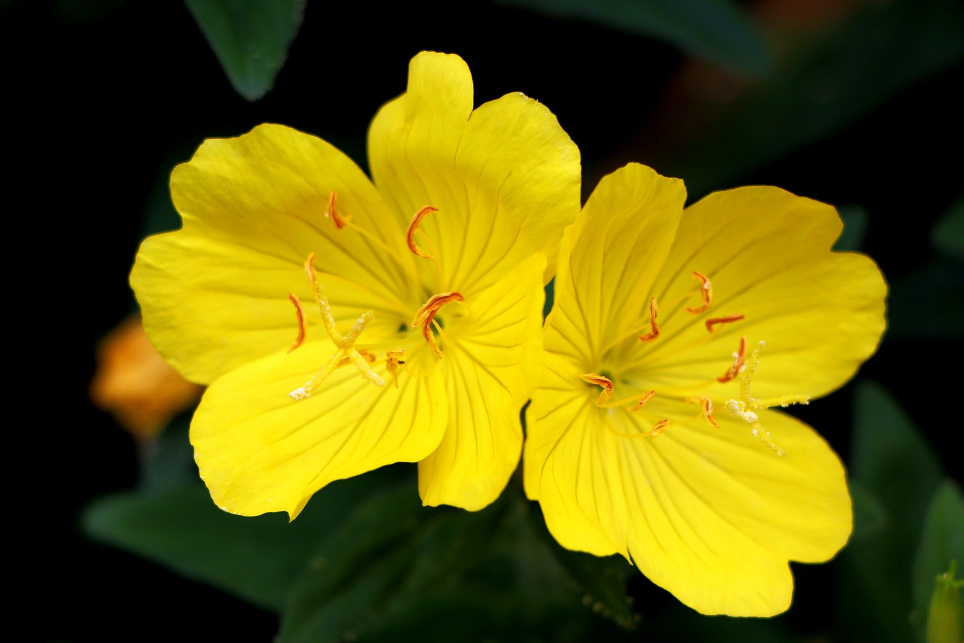 Evening Primrose Oil