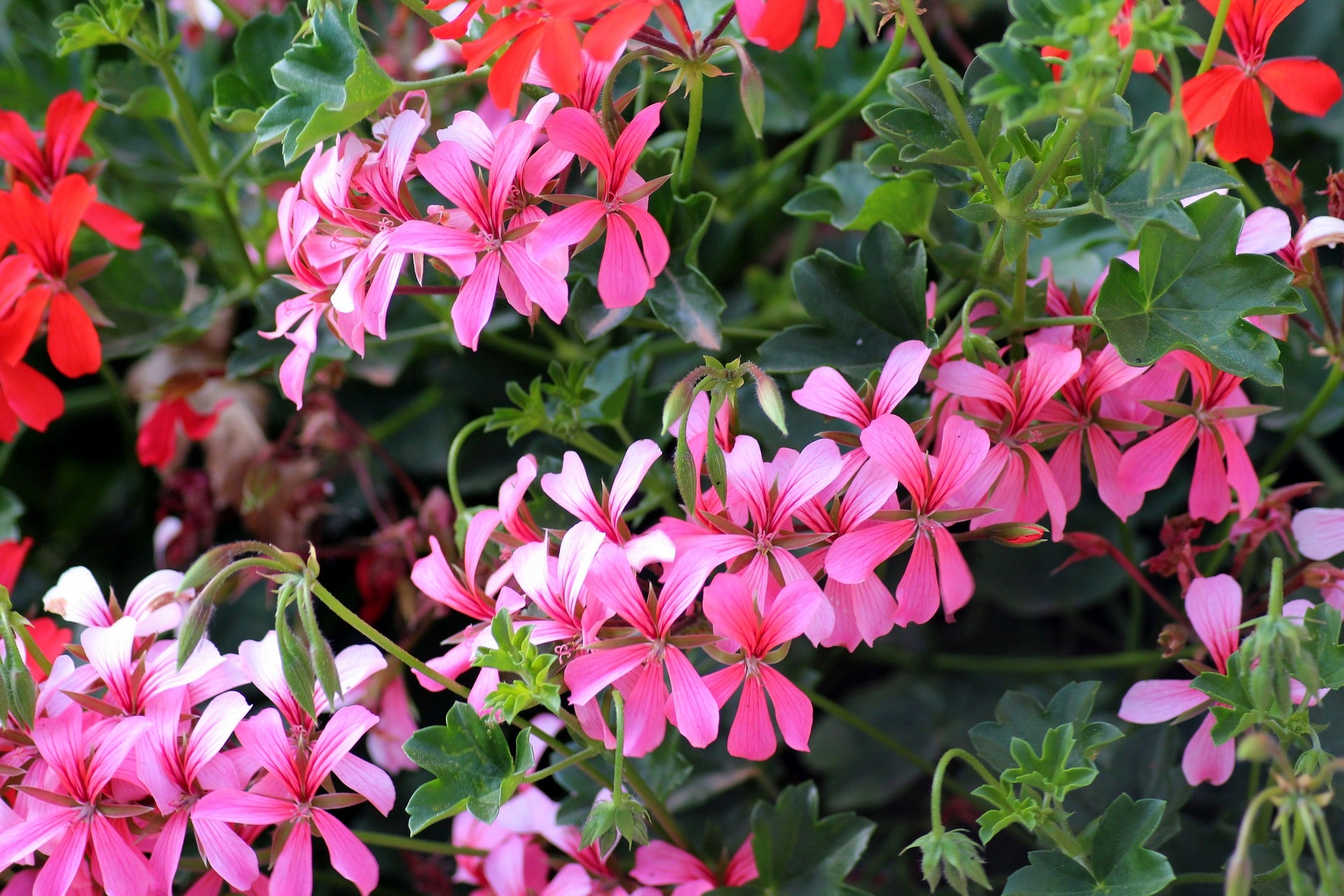 Geranium Essential Oil