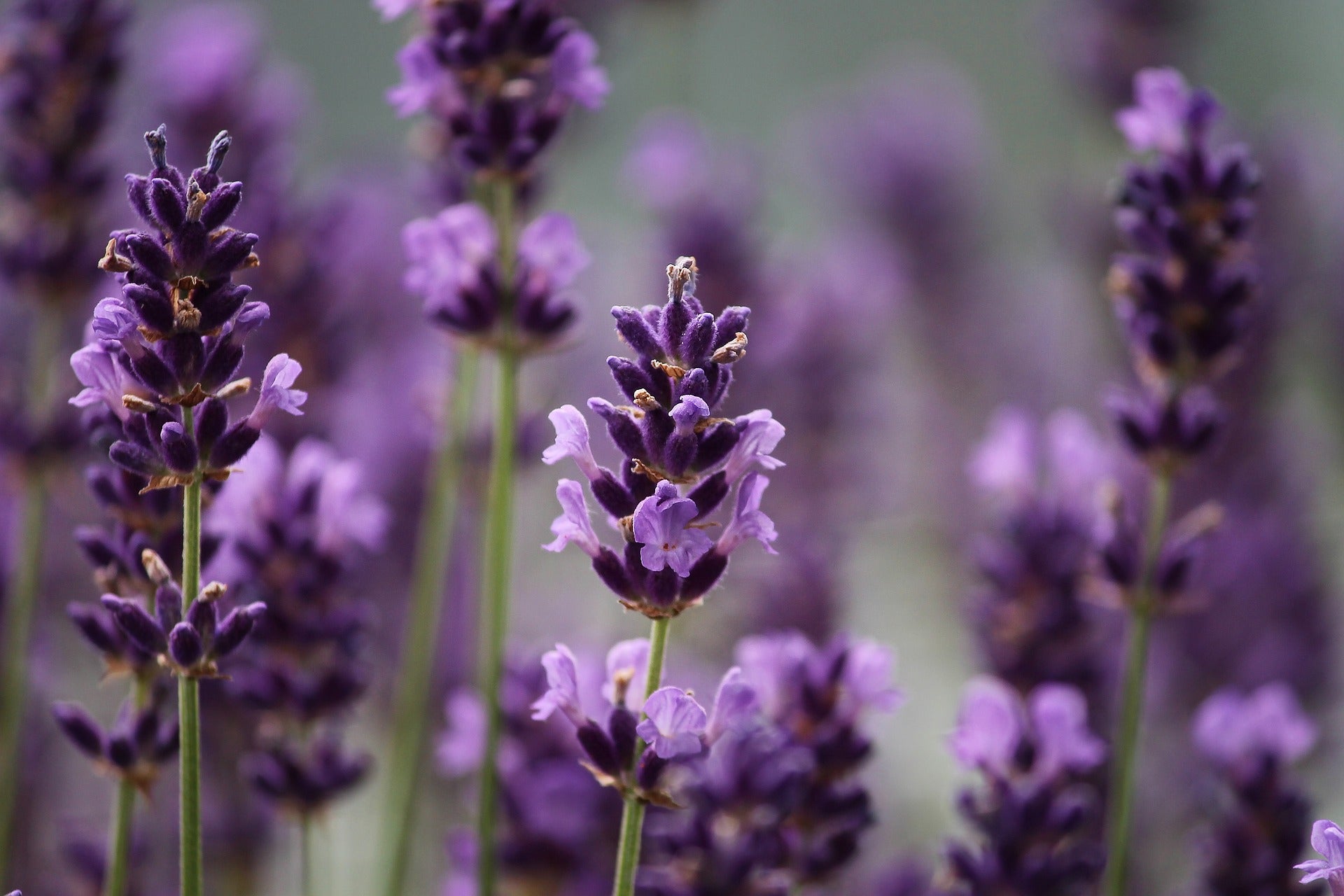 Lavender Essential Oil