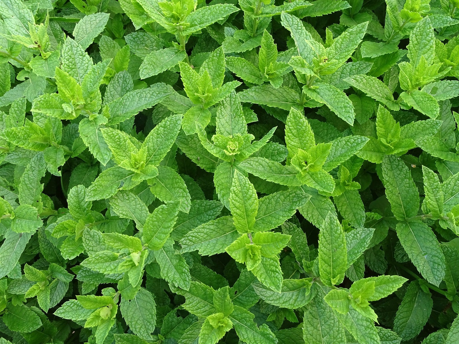 Peppermint Essential Oil