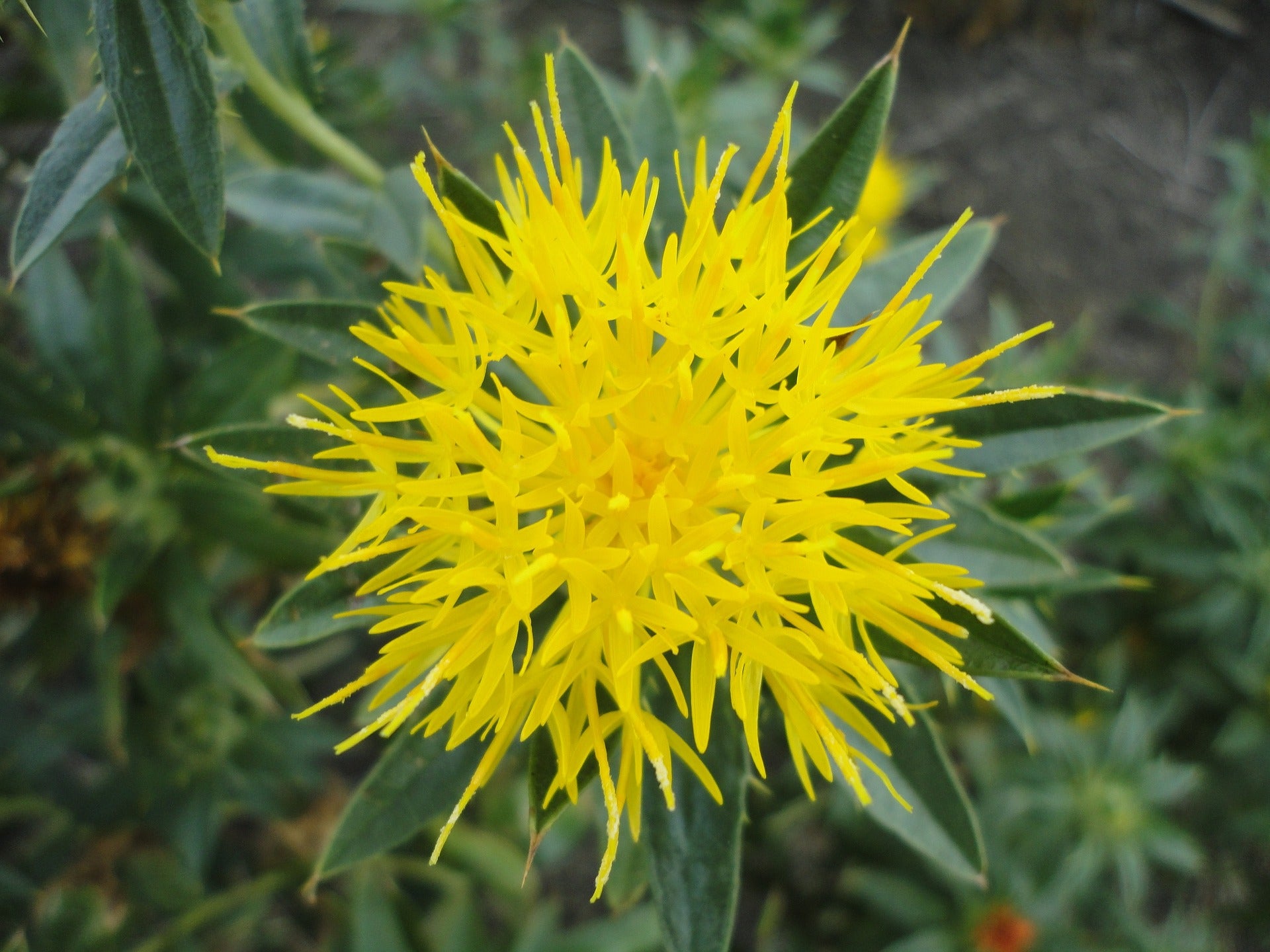 Safflower Oil