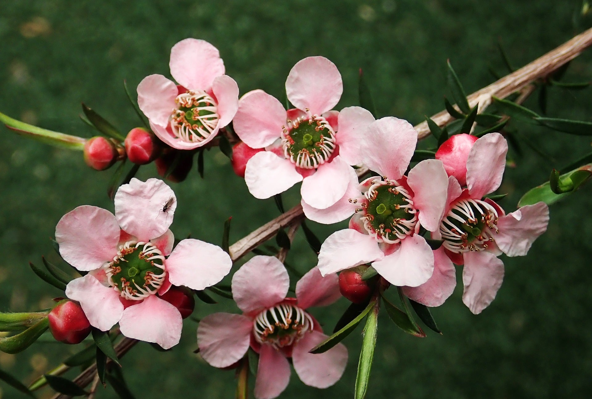 Tea Tree Essential Oil